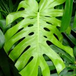 Elephant Ear Leaf, Oahu, Hawai'i Elephant Ear Leaf, Oahu, Hawai'i