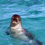 Hawaiian Monk Seal Hawaiian Monk Seal