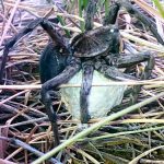 Mother tarantula sitting on her egg sack Mother tarantula sitting on her egg sack