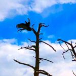 Turkey Vulture spreading its wings Turkey Vulture spreading its wings