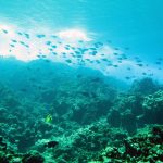 Breaking Surface Waves Over Coral Reef Breaking Surface Waves Over Coral Reef