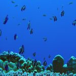 Very Small Coral Reef Fish Very Small Coral Reef Fish